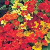 Nasturtium Climbing Mix 